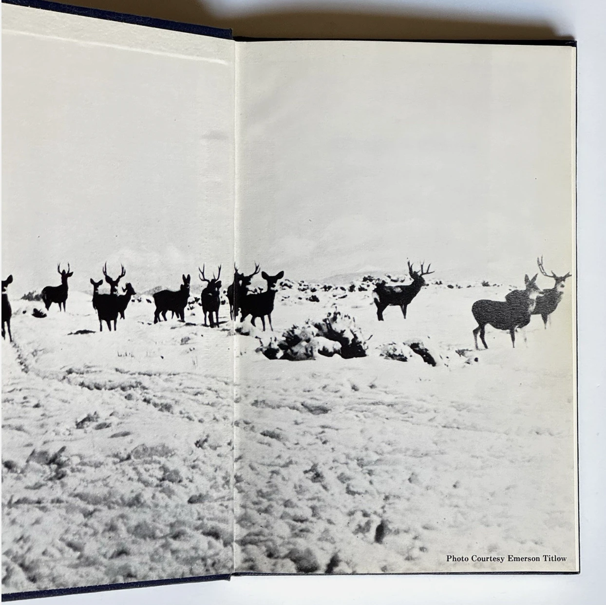 Nevada Wildlife Record Book